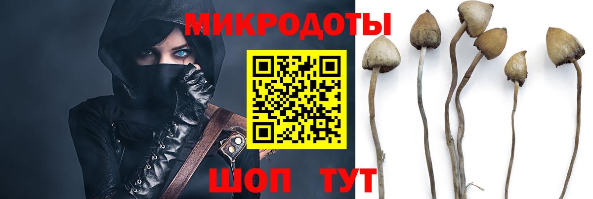 Галлюциногенные грибы Psilocybe Благовещенск